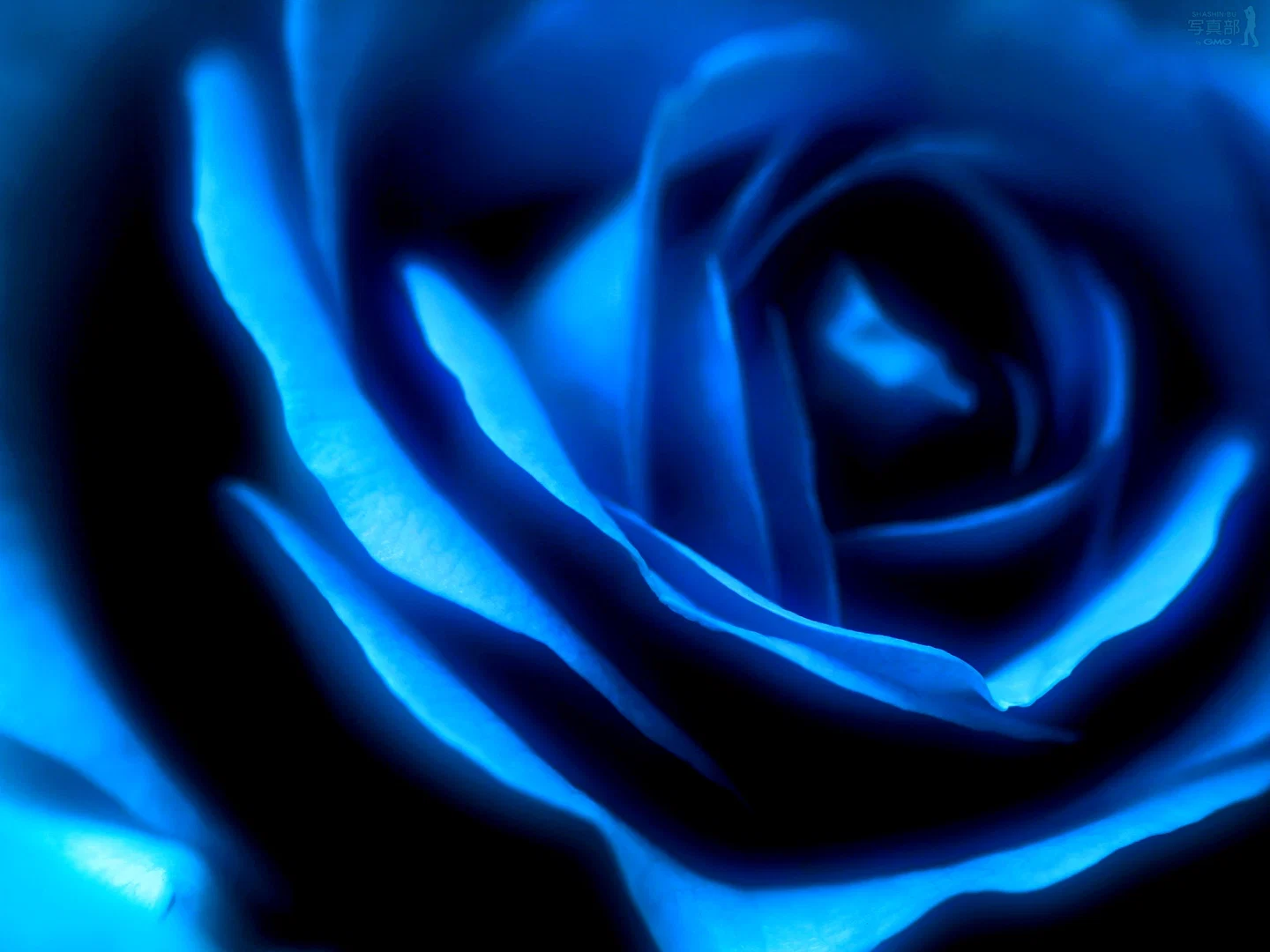 Lisa Gray profile banner