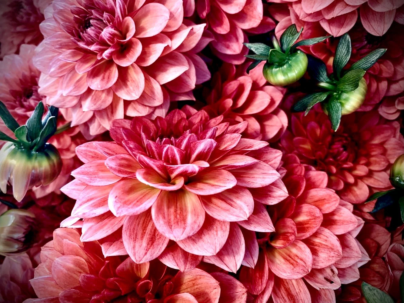 Dahlia profile banner