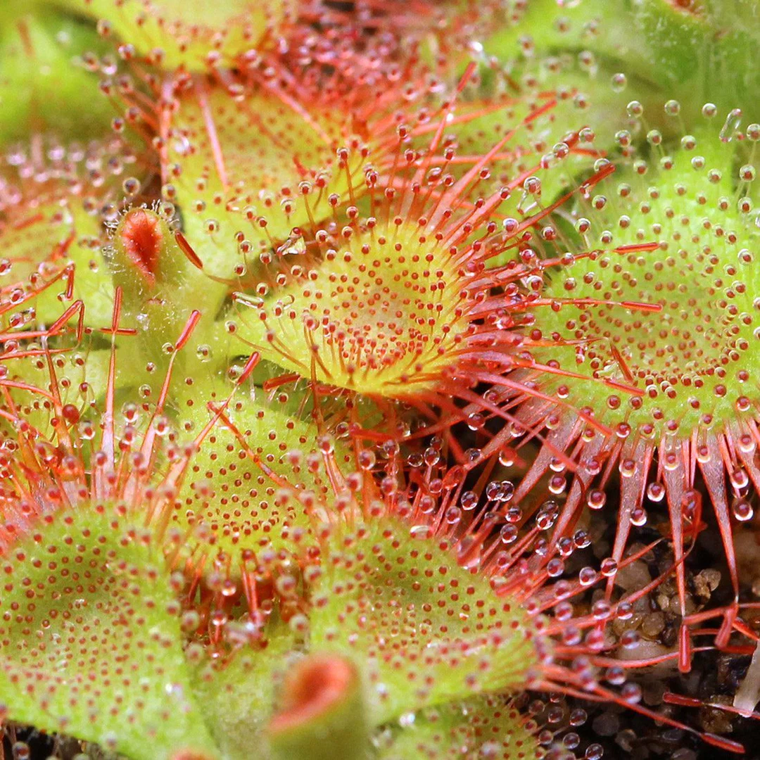 Drosera profile banner