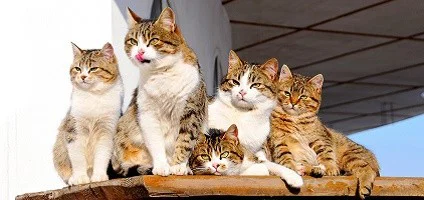 FAT CAT π» profile banner