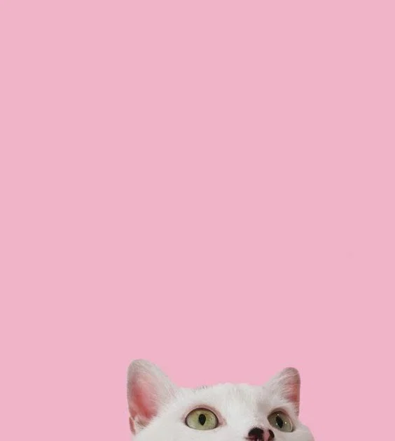Mila🐱 profile banner