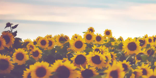 Allie Walker profile banner