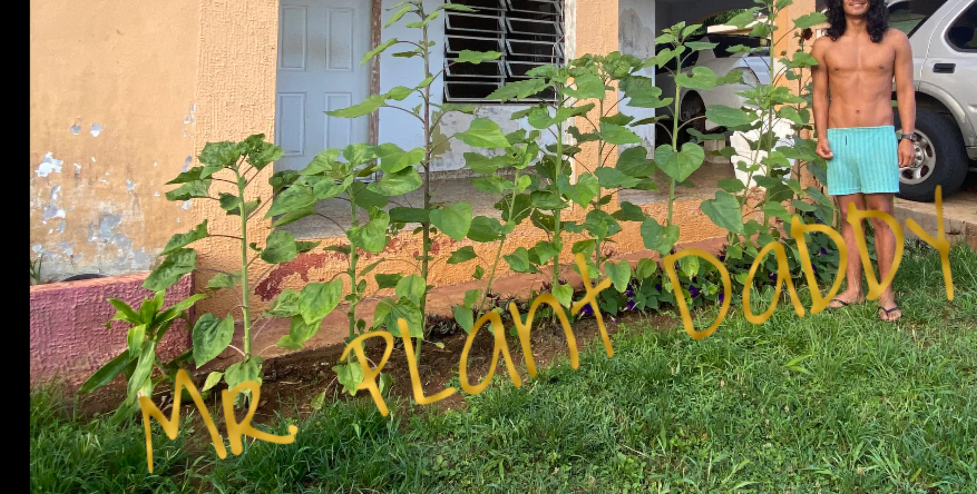 Mr. Plant Daddy profile banner