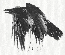 Faolan profile banner