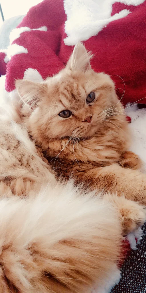 Furr Family's avatar