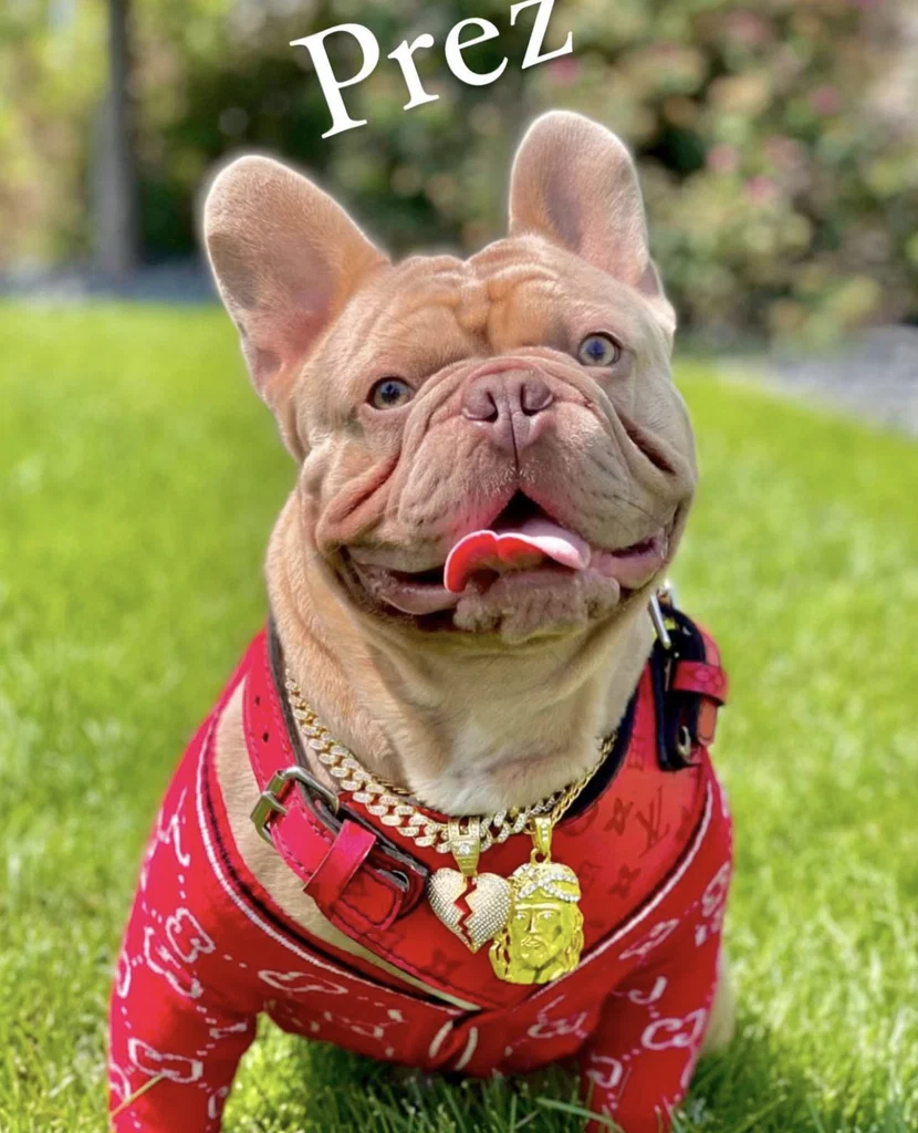 Bold North Frenchies's avatar