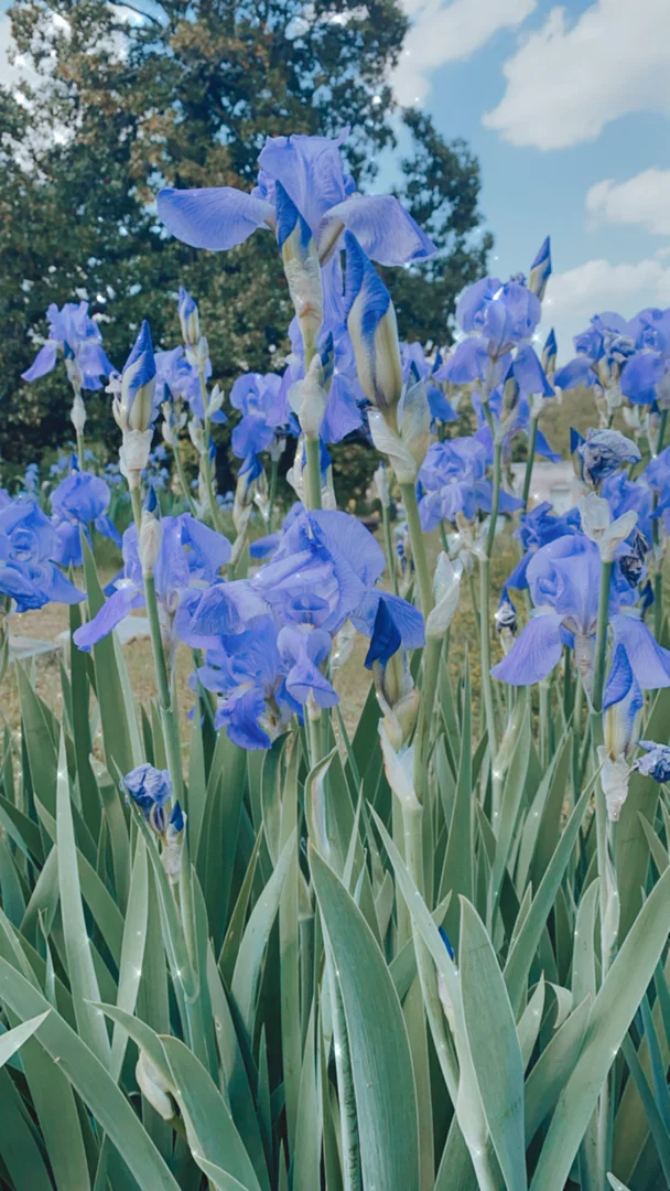 Iris profile banner