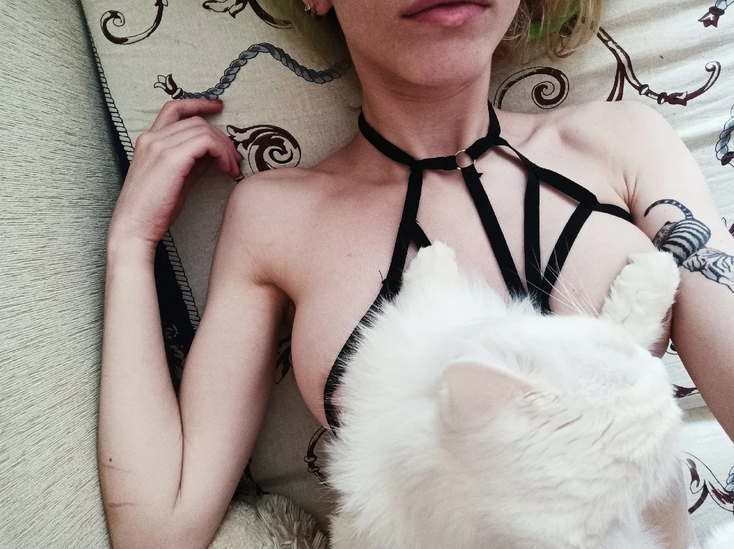 white kitten profile banner