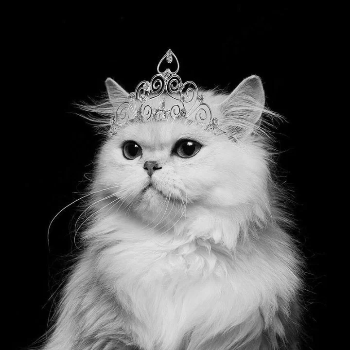 kitty KQ's avatar