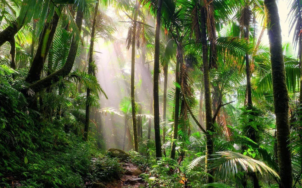 πΏ Tarzan πΏ profile banner