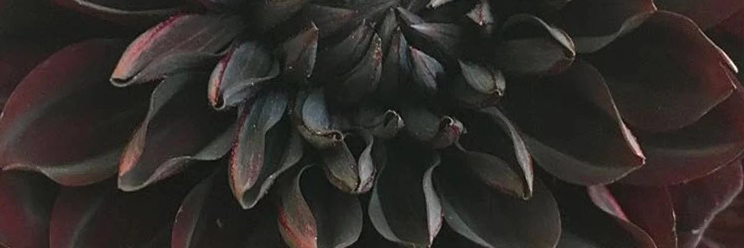 PrincessDahlia profile banner