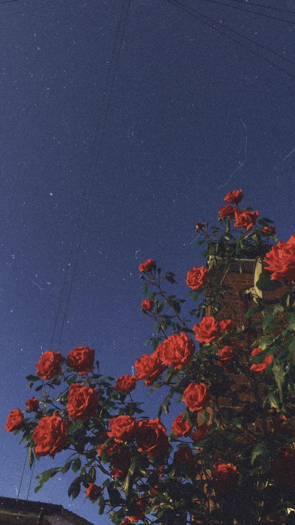 Talia G profile banner