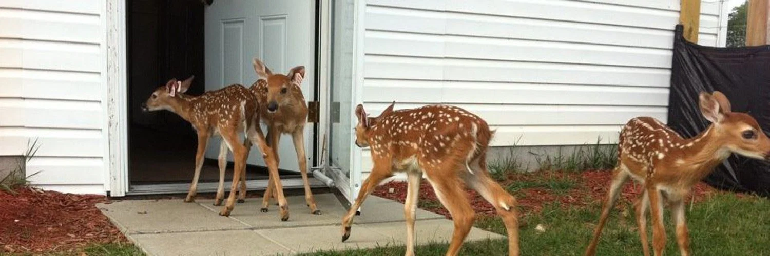 Deer-Noizes profile banner