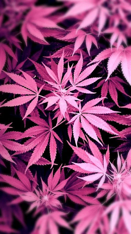 CannababeCara profile banner