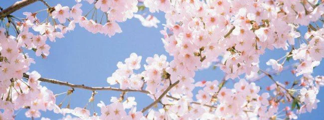 Av🦋 profile banner