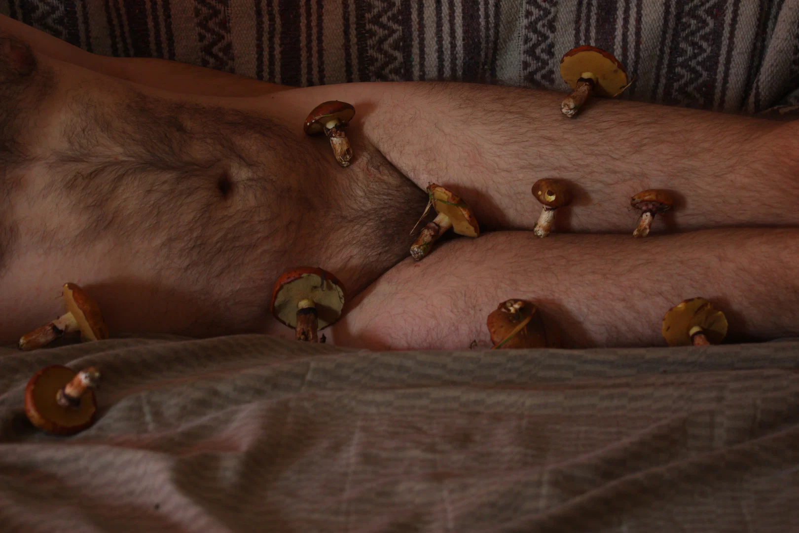 Onlymushrooms profile banner
