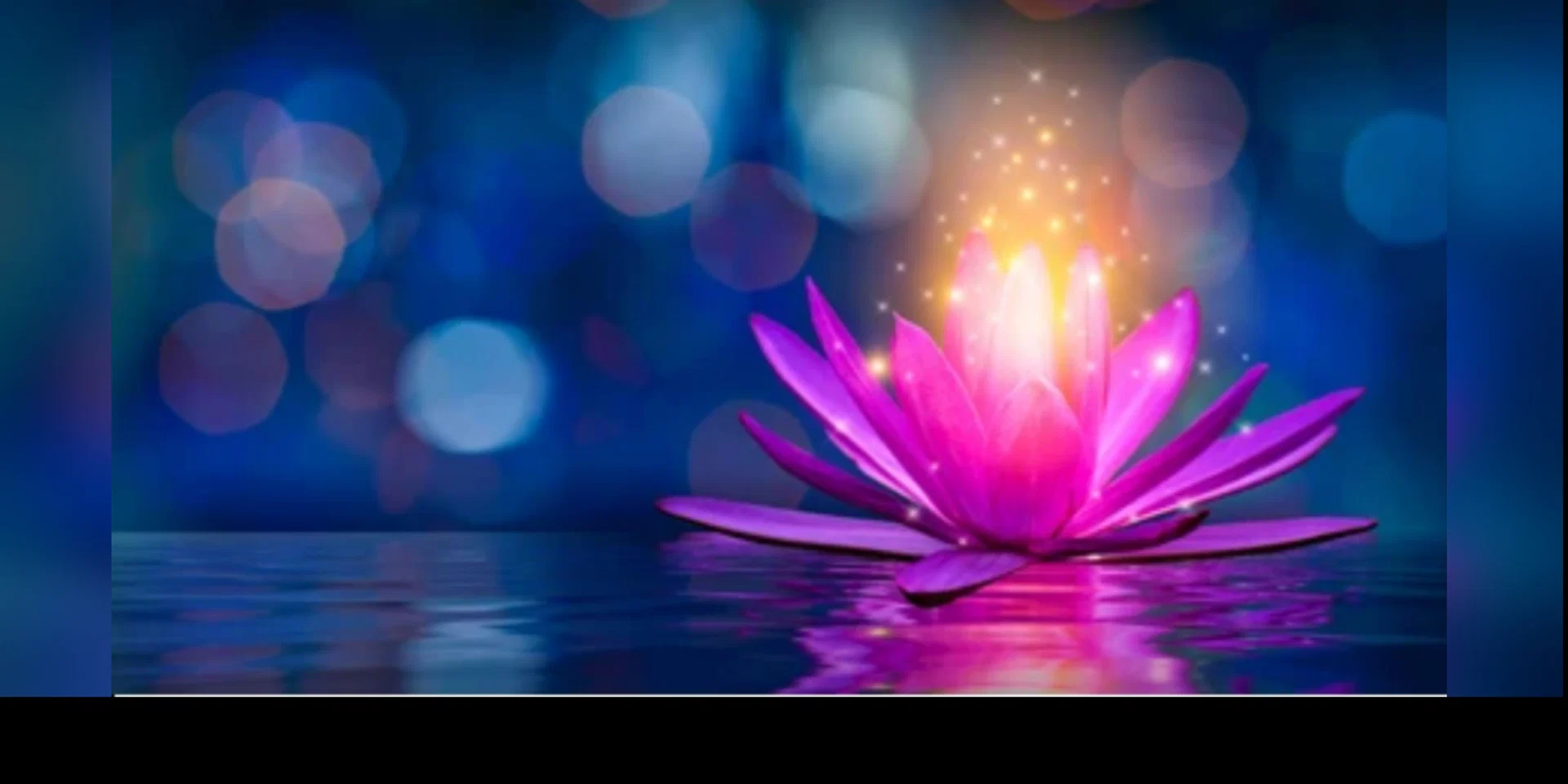 Lotus Love profile banner