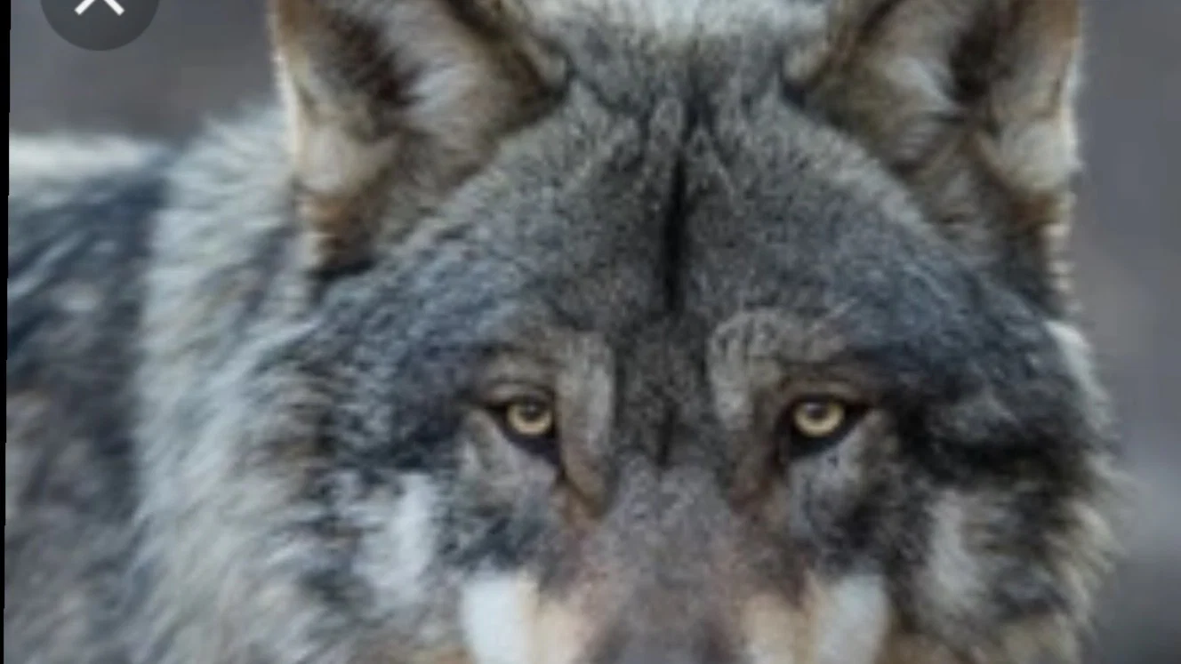 The Wolfman profile banner