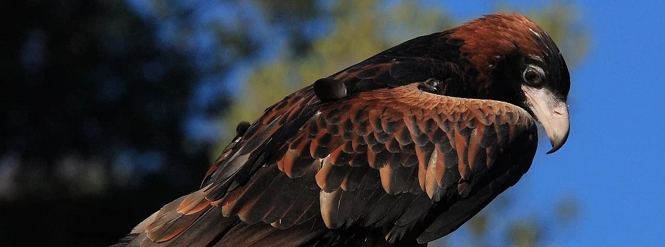 Australian Nature profile banner