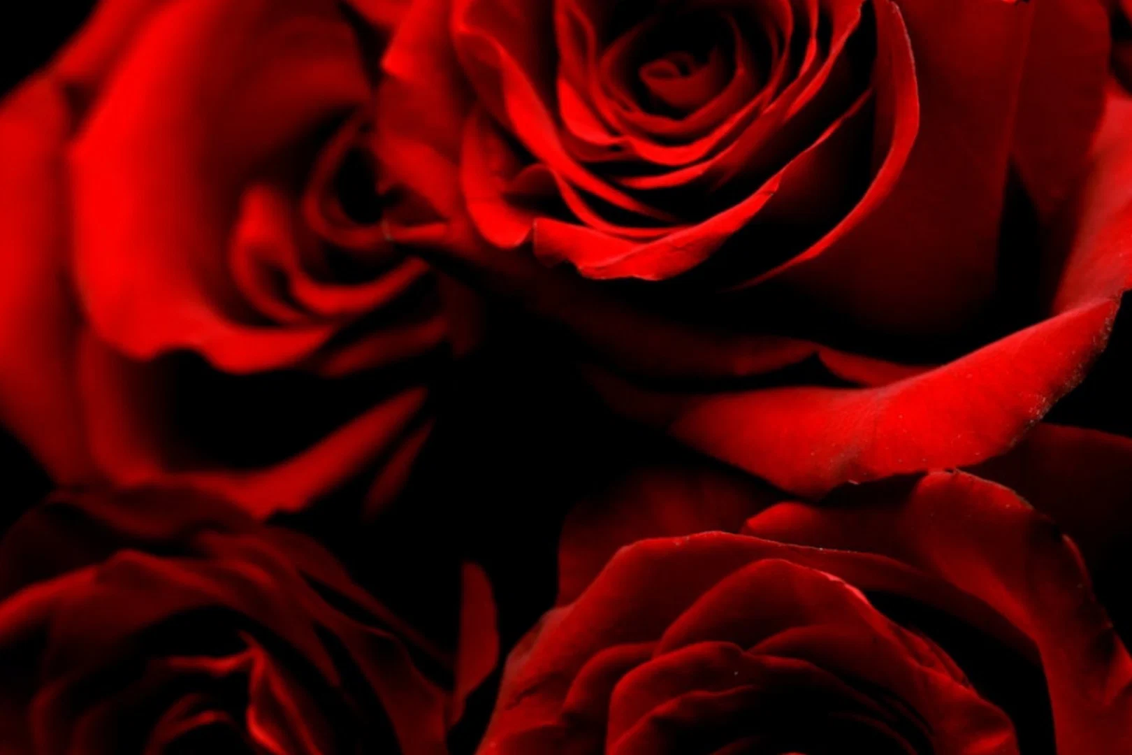 Rose✨ profile banner