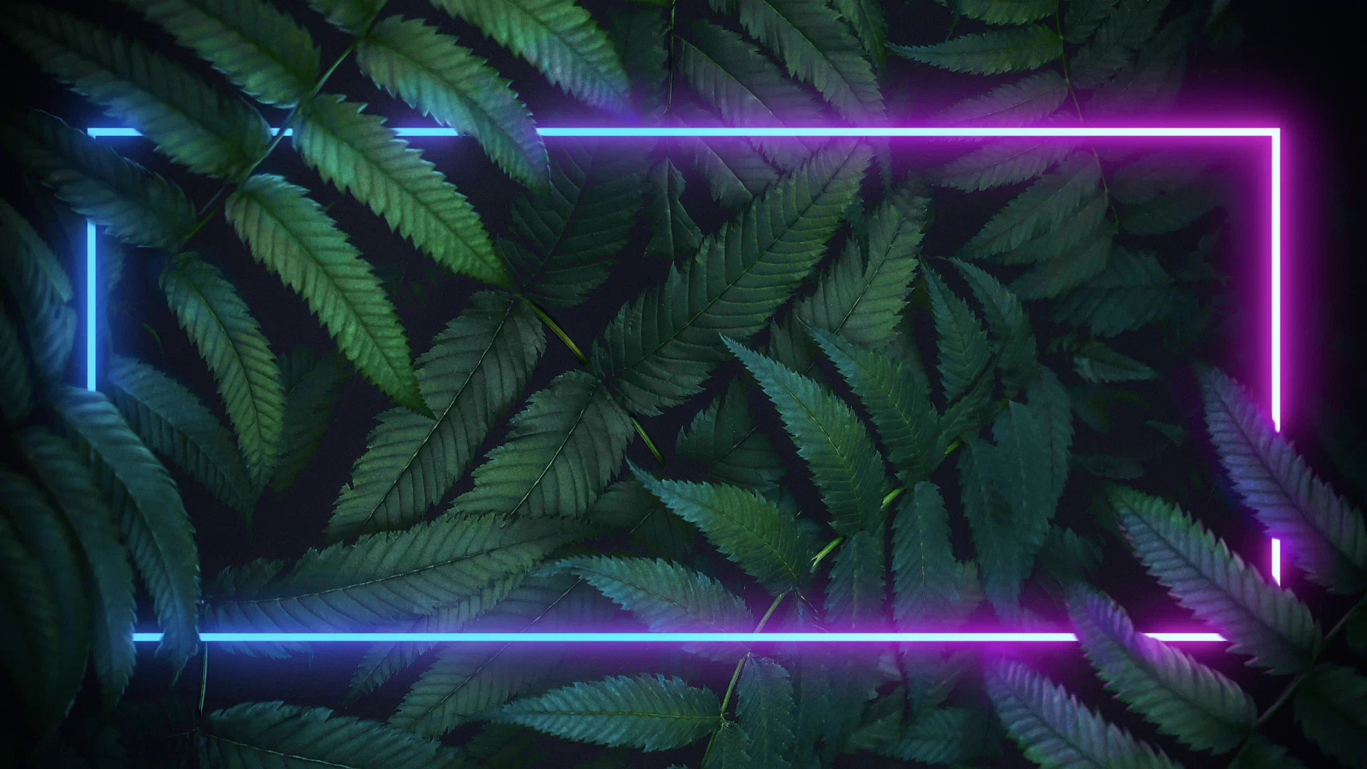 Lilyth♡ profile banner