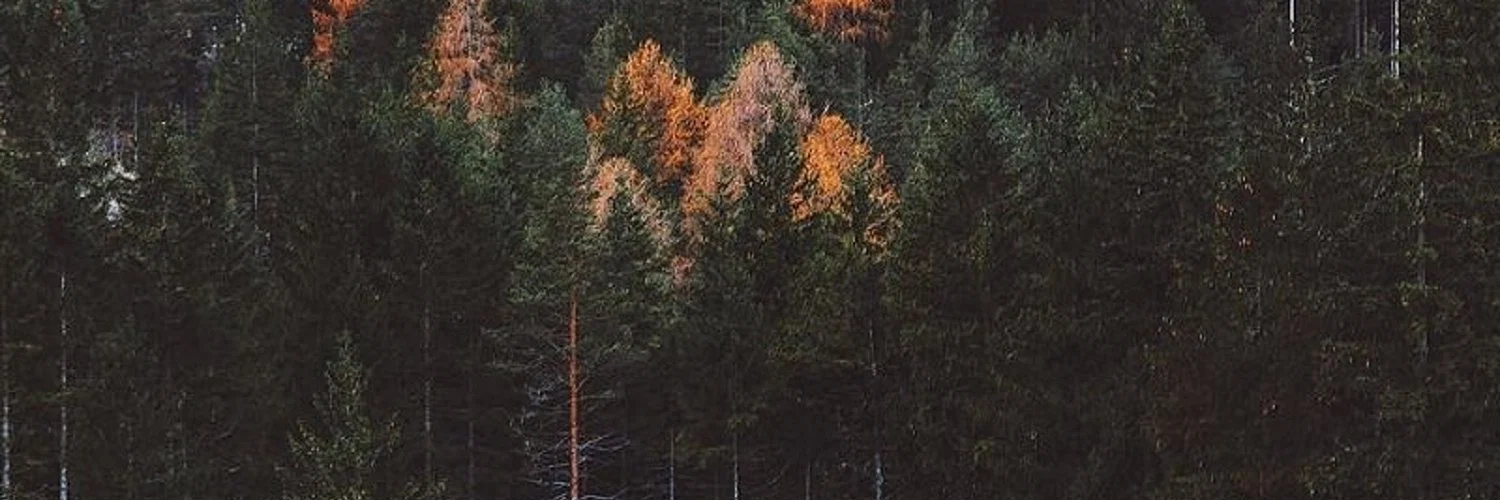 Socks profile banner