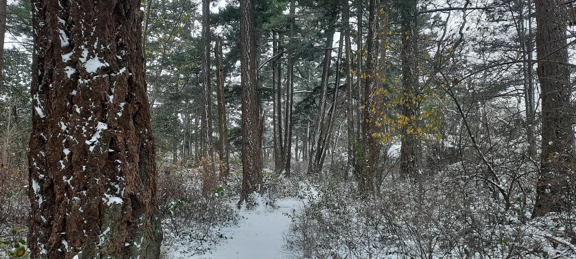 The Woodsman profile banner