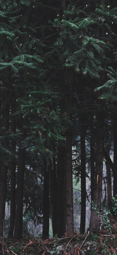 Anthony Ortelli profile banner