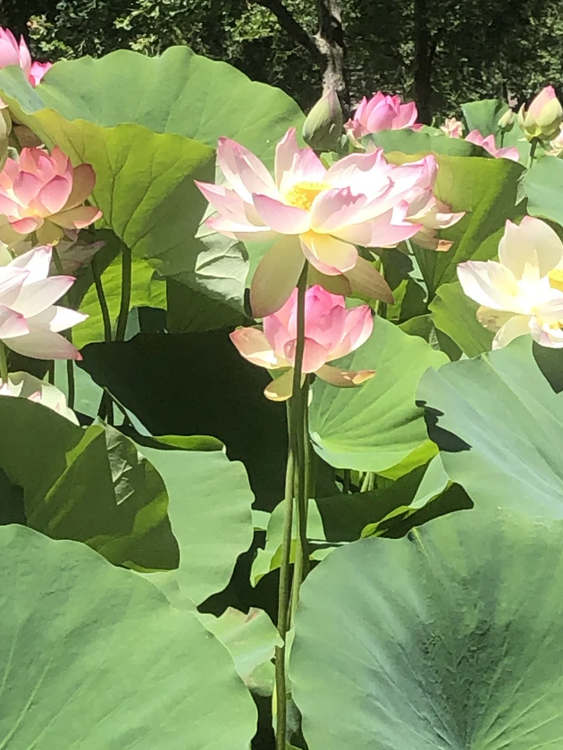 Lily Pad profile banner