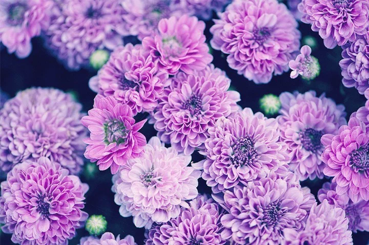 chrysanthemum twilight profile banner
