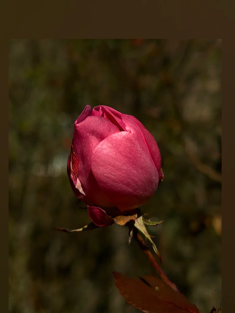 titsnflowers's avatar
