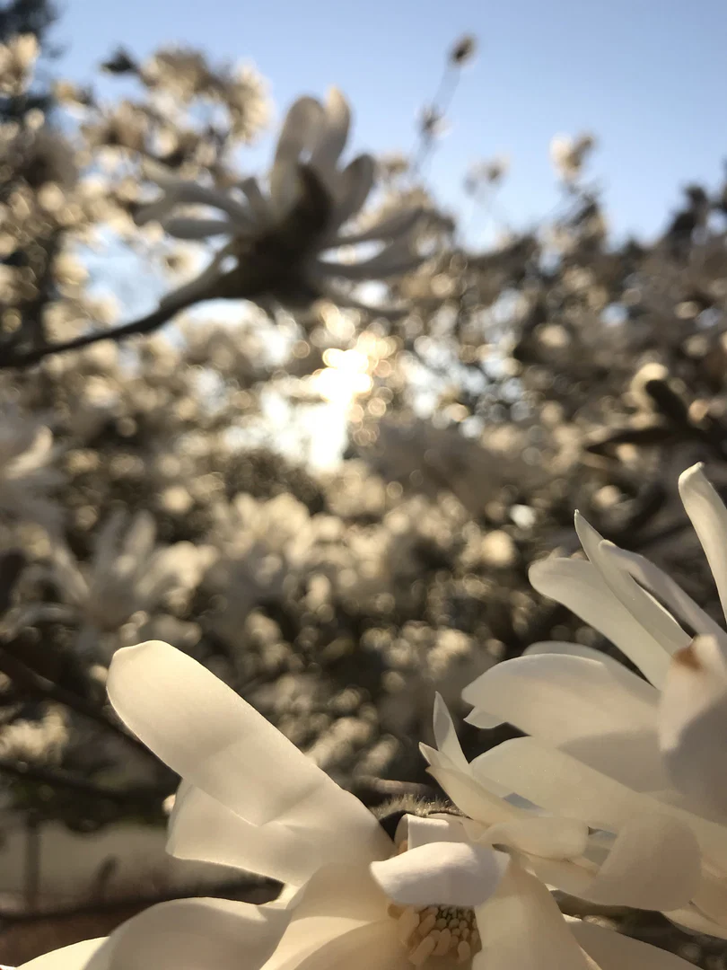titsnflowers profile banner