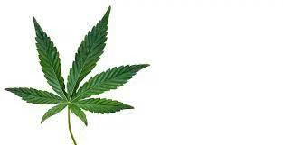 hot stoners profile banner