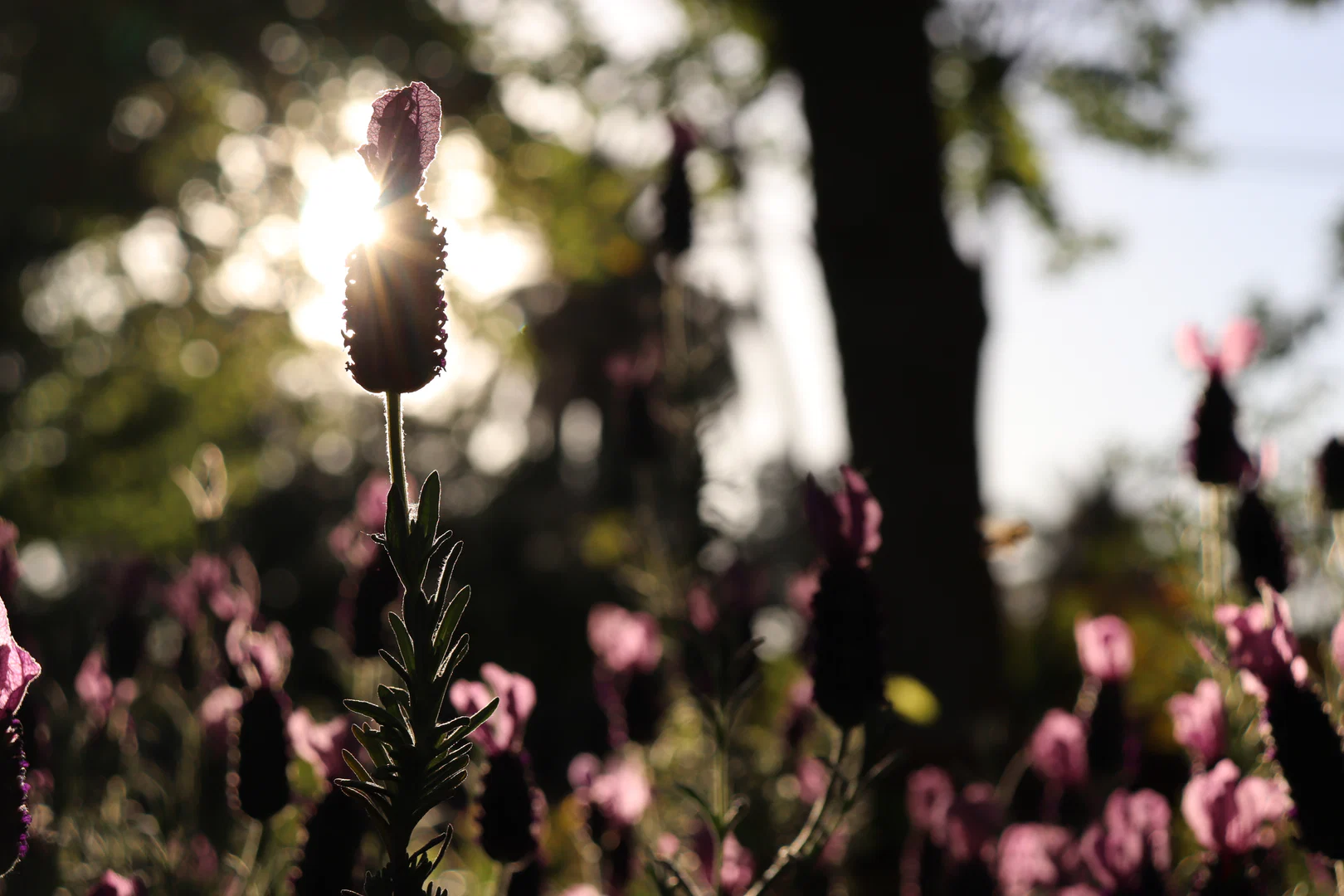 Juliet Fleur profile banner