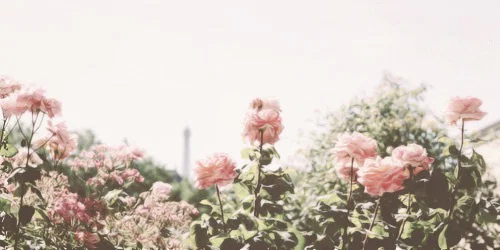 Alexandra profile banner