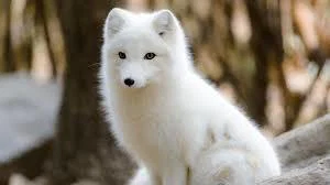 Snowfox2020's avatar