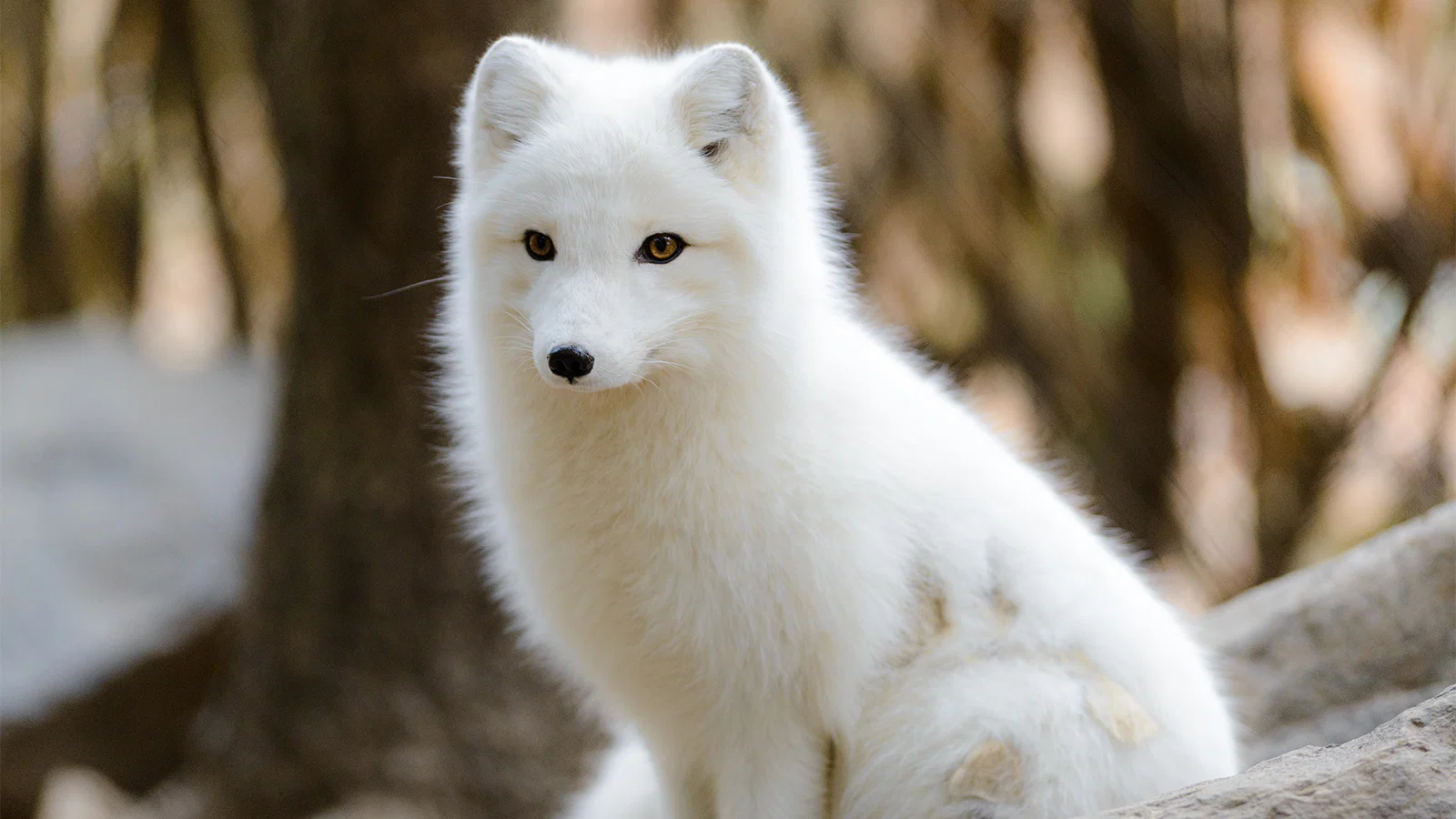 Snowfox2020 profile banner