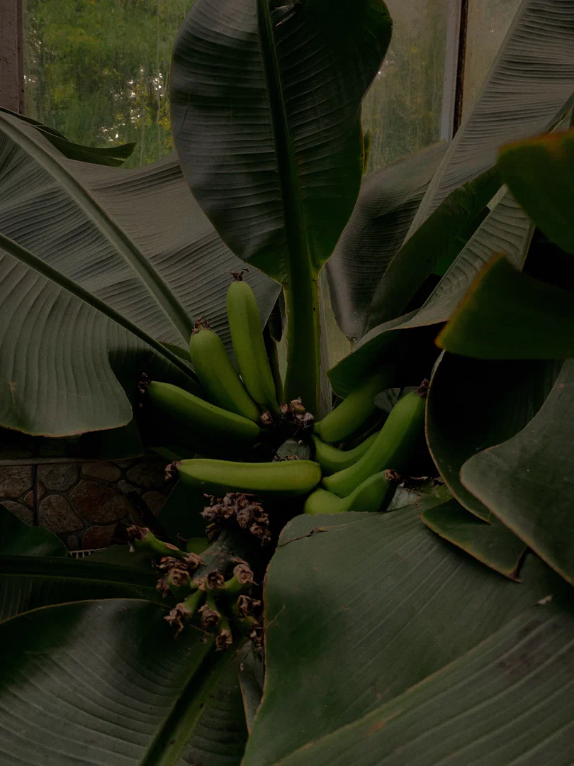 G R E E N🌿 profile banner