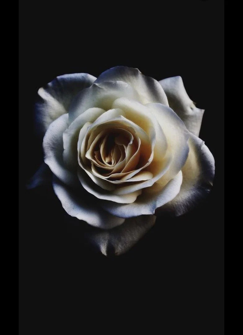 π Jade rose π profile banner