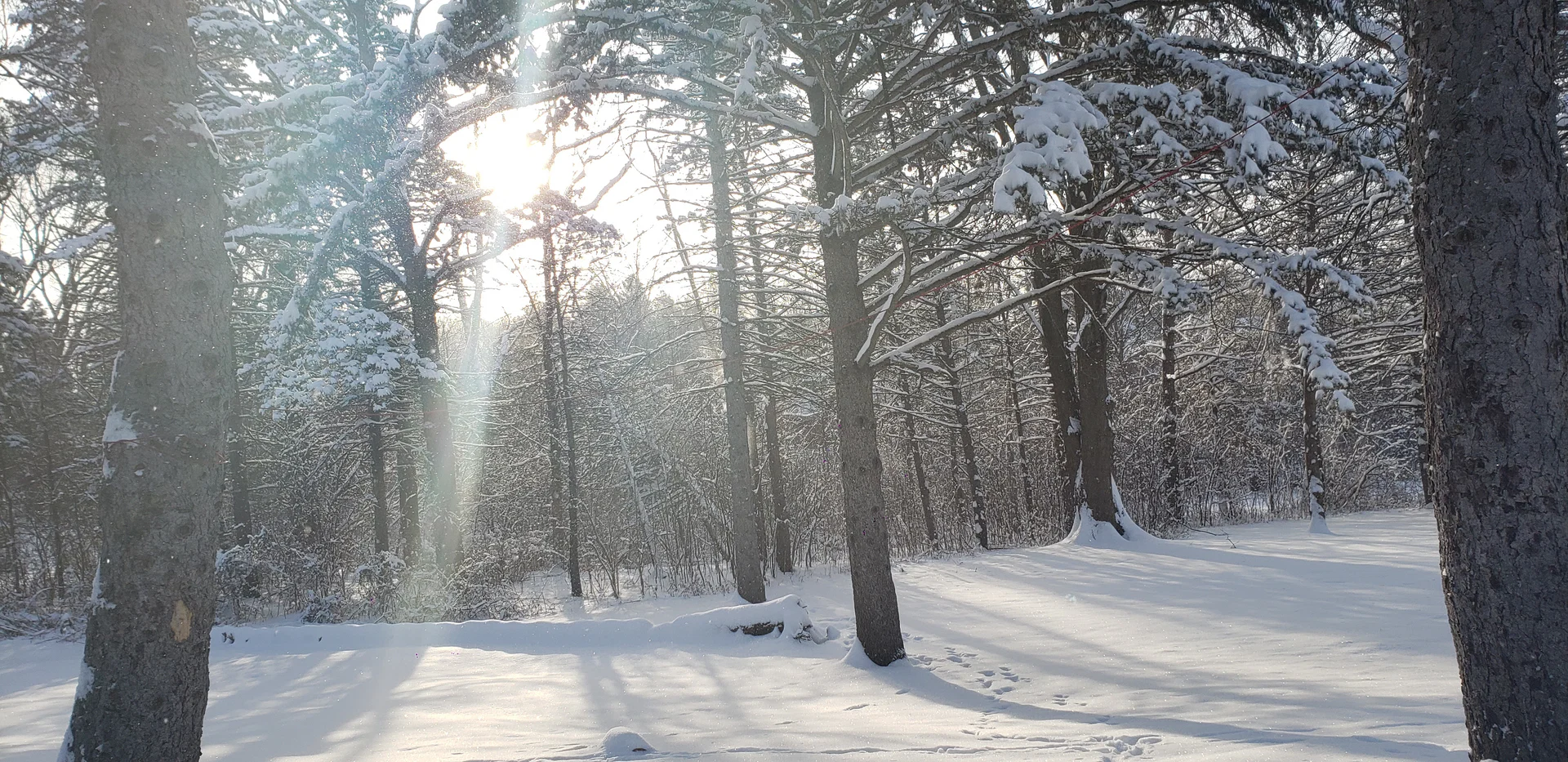 KarlForest profile banner