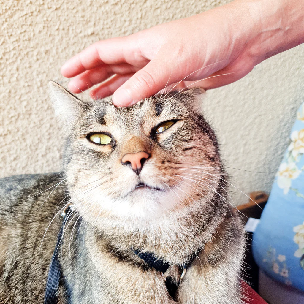 tomcat named Pez's avatar