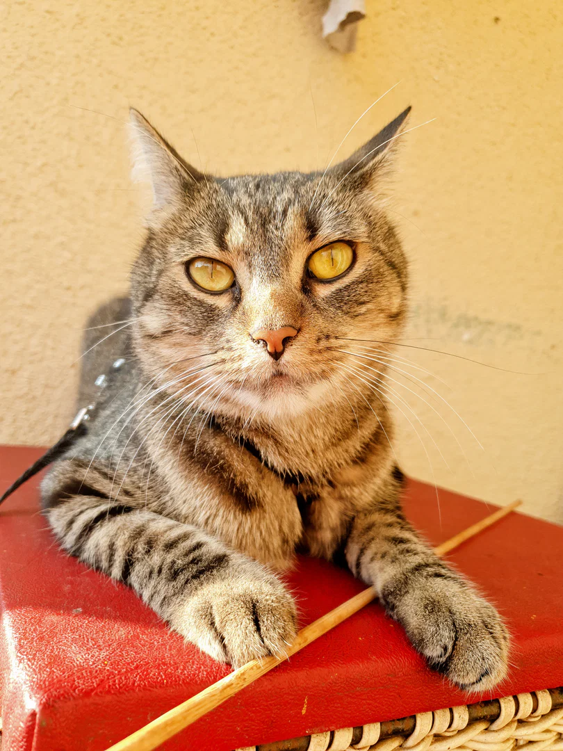 tomcat named Pez profile banner