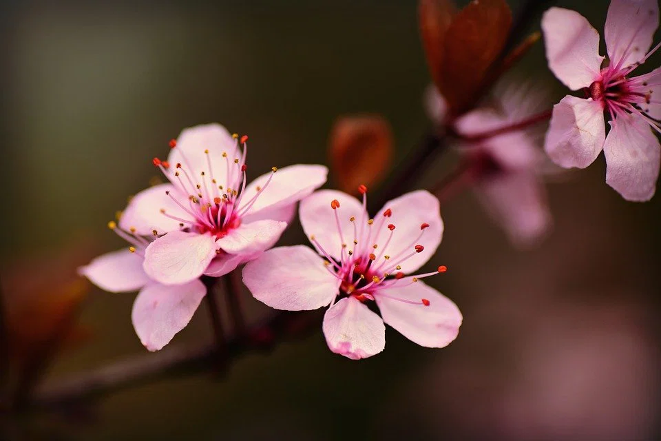 BlossomBraces profile banner