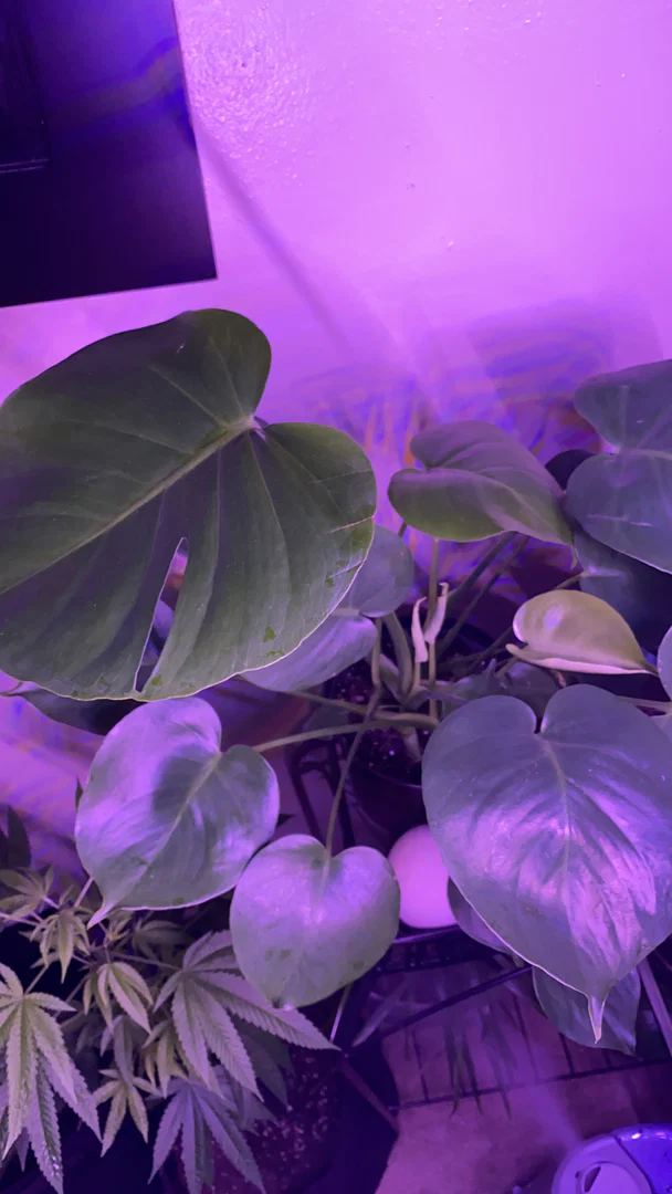 plant🌱daddy profile banner
