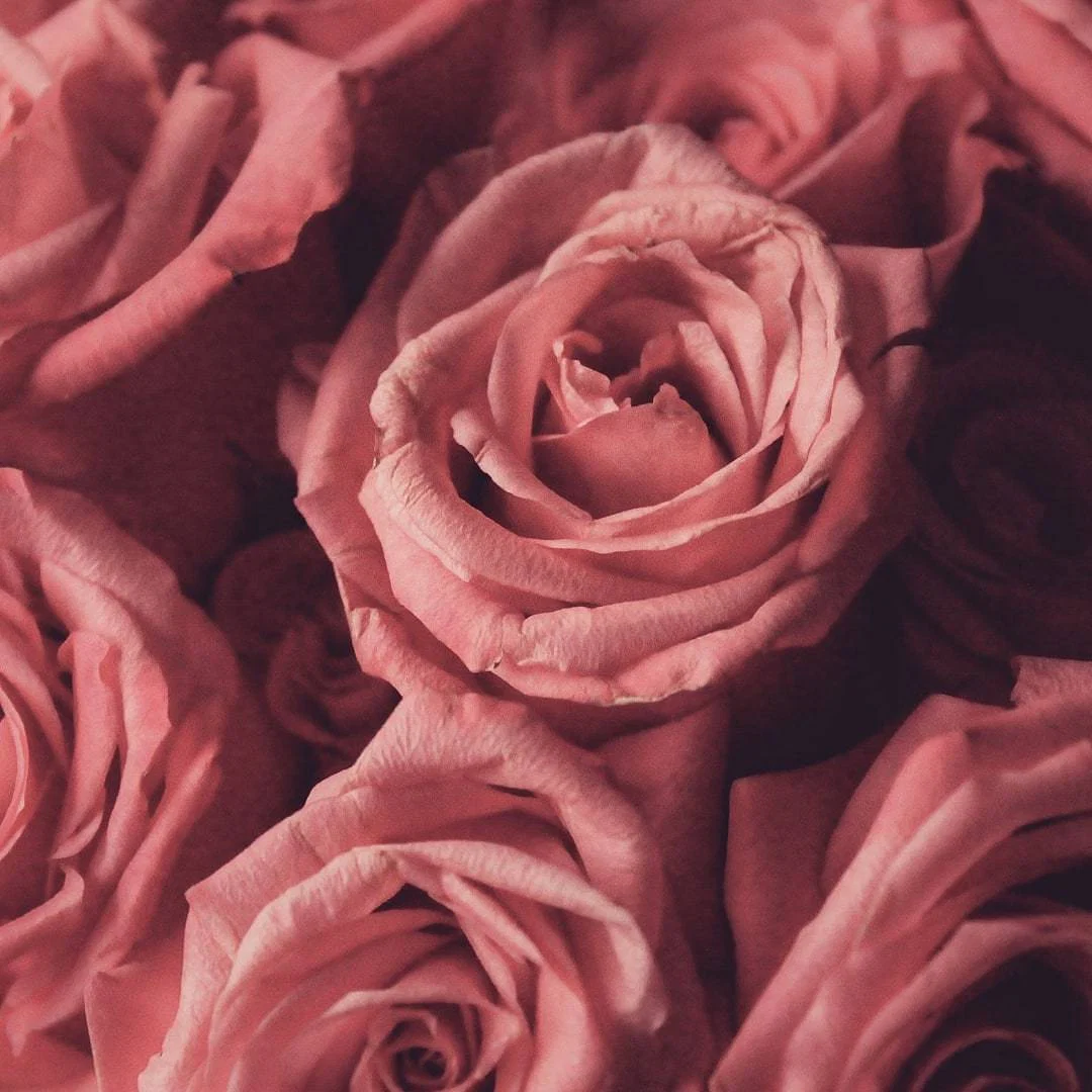 Ina🌹 profile banner