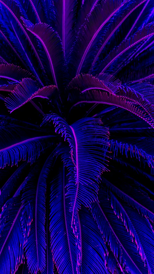 Xira Belladonna profile banner