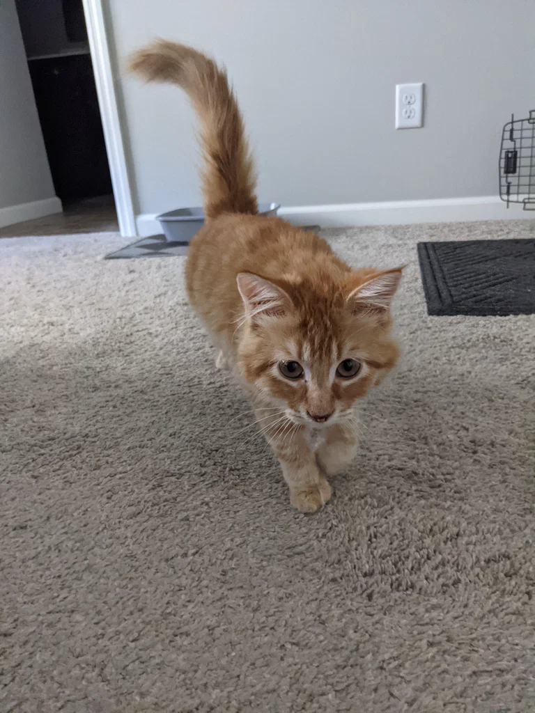 lotsofcats's avatar