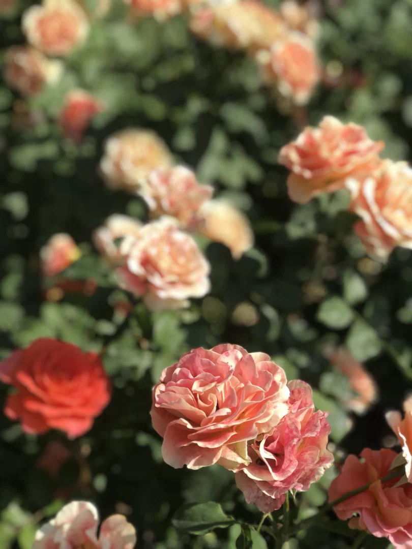 Lilbummybabe profile banner