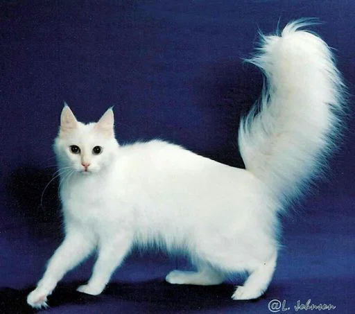 Kitten profile banner