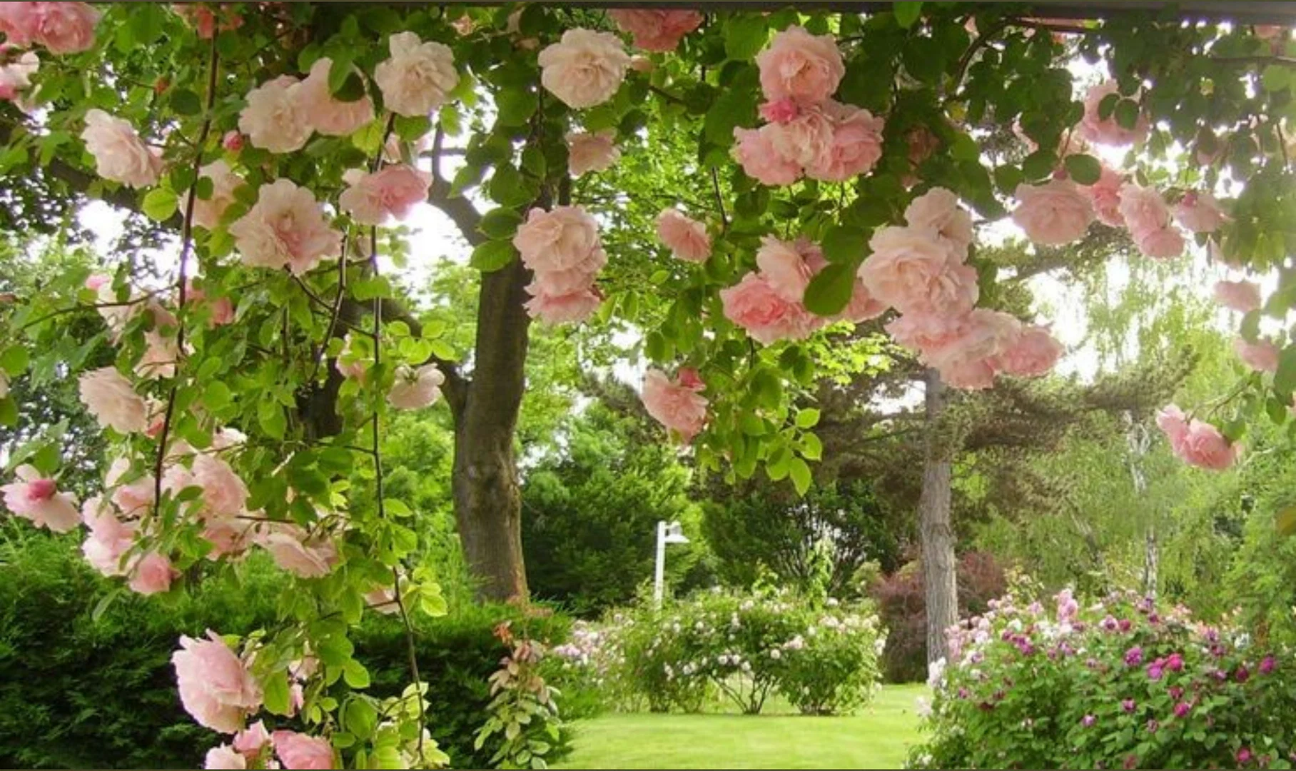 Cutie Blossom profile banner
